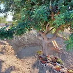 Casa Palombara - Healiday In Torre Salsa Montallegro